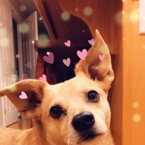 Meet your Posher, Alexis